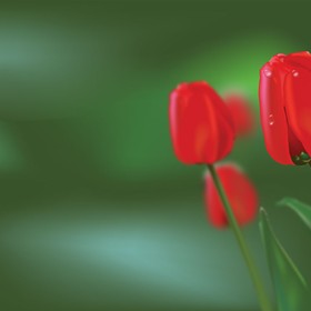 Vector Graphics: tulip
